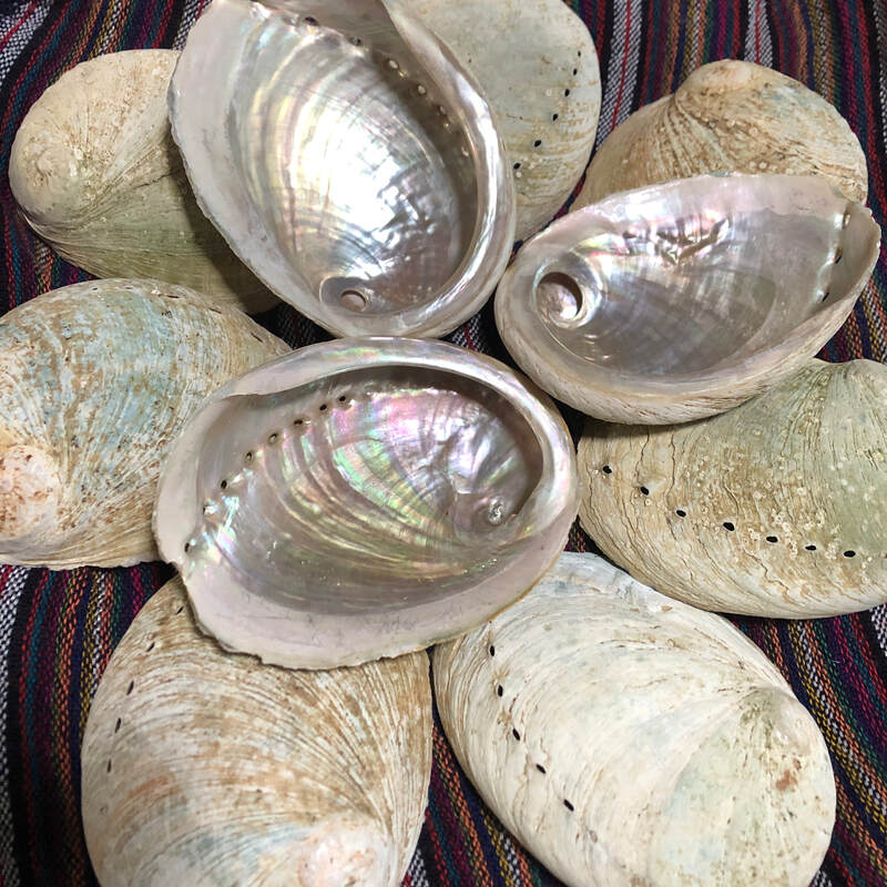 Abalone Shells 3&quot;-3.5&quot;